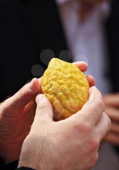 Jewish autumn holiday of Sukkot. Beautiful man's hands hold a ritual fruit a citron 