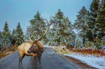 Red deer with branched antlers standing on the road. Wet road and pine forest in the mountains are covered with the first snow