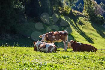  Farm cows  grazing in the valley. Picturesque green alpine meadows of the valley