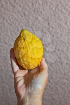 Jewish holiday - Sukkot. Ritual fruit - etrog in a female hand