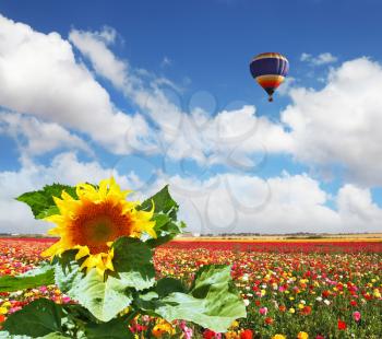 The field is sowed by blossoming yellow buttercups and the picturesque sunflower.  The huge multi-colored balloon flies in the cloudy sky over the kibbutz field. 