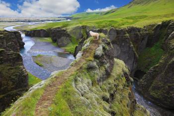  Neverland Iceland. Sheep on a rock in the canyon Fjadrargljufur