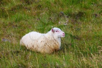 July in Iceland. White Icelandic sheep grazing in the meadow