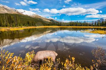 Beautiful nature in the northern Rocky Mountains of Canada. Magnificent red deer grazes in the grass near the water