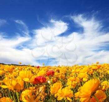 Fresh spring wind blows the clouds over the floral splendor. The magnificent blossoming fields of garden buttercups. Concept of rural tourism