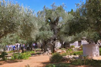JERUSALEM, ISRAEL - OCTOBER 23, 2010: Garden of Gethsemane. Bustling walking tour through the trees
