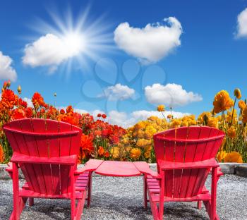  The concept of recreation and eco-tourism. The spring sun. Two joined red plastic chairs next to fields of garden buttercups
