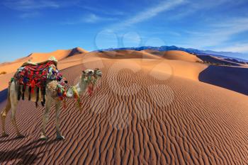 Sandy desert covered with waves of sand. Camel with harness and blanket for walking tourists