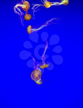 Magic underwater world. Charming decorative little jellyfishes in blue water of an aquarium