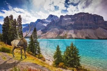 Red deer on the bank of azure lake. Rocky Mountains of Canada