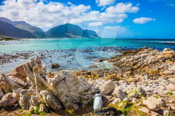 Fanny african black - white penguin on the beach. The boulders and algae of the Atlantic. Boulders Penguin Colony National Park, South Africa. The concept of  ecotourism