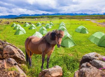 Magnificent Icelandic horse breed stands next to a summer campground.  Summer holidays in Iceland