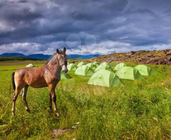 Magnificent  horse breed is about summer camp. Summer holidays in Iceland