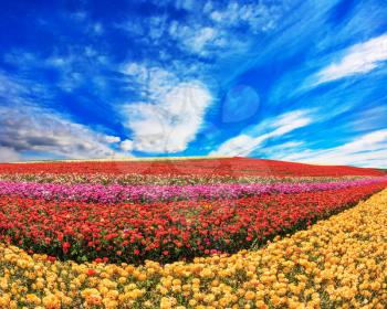  The flowers are brightly colored stripes and ready to harvest. The field of buttercups /ranunculus/ on  windy spring day