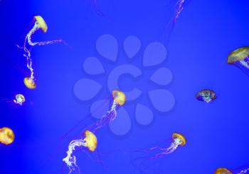  Lovely small jellyfish in the blue water. The magical underwater world