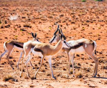 Small herd of antelope impala grazing in the savannah. Dirt road in the African steppe. The concept of exotic tourism. Travel to Namibia