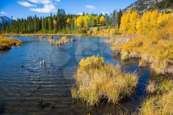 The lush golden autumn in lake Vermilion. Concept of ecotourism. Canadian province of Alberta, the Rocky Mountains, Banff