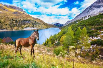 Well-groomed horse calmly rest in the lake