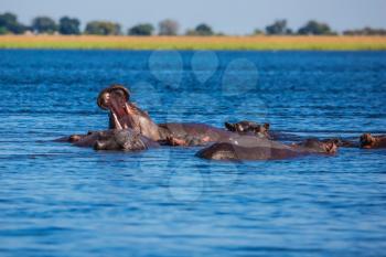 The herd of hippos on a hot day. Huge animals resting in cool waters of the river. Chobe National Park in Botswana. The concept of extreme and exotic tourism in Okavango Delta
