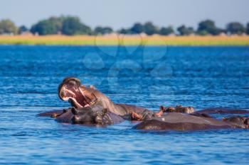 Chobe National Park in Botswana. The concept of extreme and exotic tourism in Okavango Delta. The herd of hippos on a hot day. Huge animals resting in cool waters of the river 