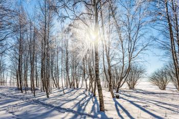  Sunset. Transparent cold air in aspen grove. Winter frosty day in Lapland. The concept of extreme and ecotourism