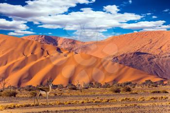 Huge colored desert dunes. Sunset in the Namib desert, the oldest in the world. Antelope Impala standing at the road. The concept of extreme and exotic tourism  
