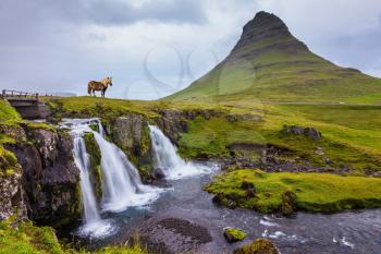  On the coast of powerful falls the well-groomed Icelandic horse is grazed. Foggy day in Iceland