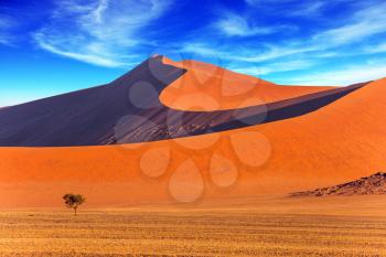 Small lonely tree in a vast desert. Orange, purple and yellow dunes of the Namib desert. The concept of extreme and exotic tourism. Namibia, South Africa