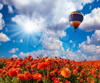 The multi-color balloon flying over fields of buttercups. Concept of rural and extreme tourism
