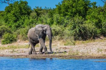 Chobe National Park in Botswana. Watering African elephant in the Okavango Delta. The concept of active and exotic tourism