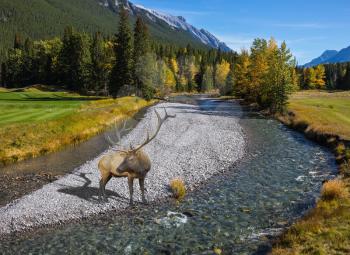 Red deer with branched antlers standing on a rocky shoal creek. Autumn day in the Canadian Rockies
