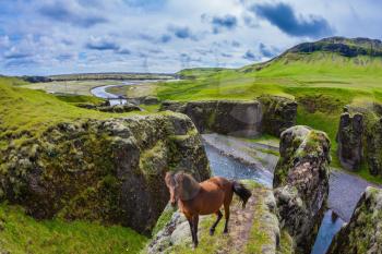 Bay thoroughbred horse grazes in the green grass. The striking canyon in Iceland. Bizarre shape of cliffs surround the stream with glacial water. The Icelandic Tundra in July