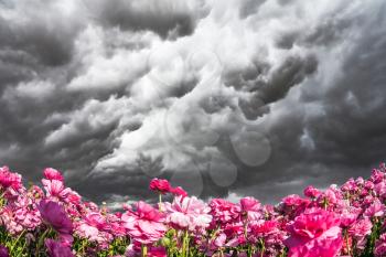 Windy day in May. Heavy rain clouds over the spring fields. Adorable pink garden buttercups bloom on a kibbutz farm field. Concept of ecological tourism