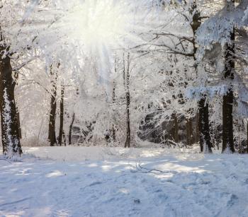 Ski glade in the snow-covered wood. Perfect winter Christmas morning