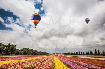 Two magnificent multi-colored balloons flying over flower field. The buttercups on the field planted by color stripes. Israeli kibbutz on the border with Gaza Strip