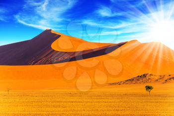 Hot sun of the Namib desert. Namibia, South Africa, sunset. Orange, purple and yellow dunes and small lonely tree. The concept of extreme and exotic tourism