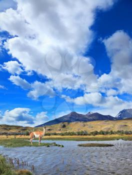 Windy day in early autumn in Patagonia. National Park Torres del Paine. Shallow lake is covered by waves. On a small island stands guanaco