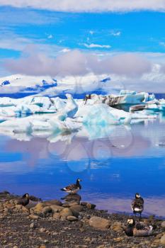 Jökulsárlón Glacial Lagoon in Iceland. Floes floating in the ocean, and polar birds on the shore of the ocean lagoon