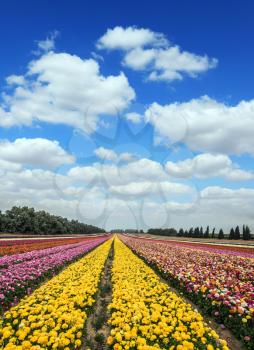 Magnificent flower carpet of colorful garden of buttercups close to the border. Spring flowering buttercups. Israeli kibbutz in the south