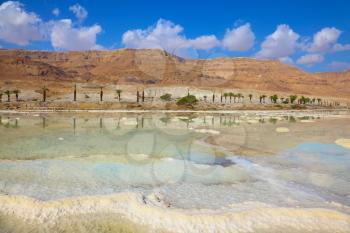  The coast of the Dead Sea in Israel. Along the shore with palm trees, which are reflected in the water. Path from the evaporated salt