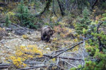 Large brown bear walks along the autumn forest in search of food. Jasper National Park, Canada
