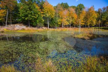Yellow autumn leaves in park  in Canada. Adorable little lake overgrown with water plants