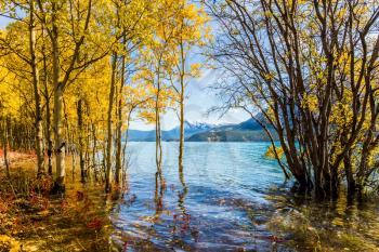 The flooded coastal birchwoods. Picturesque Abraham Lake in a flood. Journey to the Golden Autumn in Rocky Mountains. The concept of ecological and active tourism