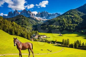  The concept of active and eco-tourism. The green Alpine meadows, Dolomites. On the green grass hillside grazing horse