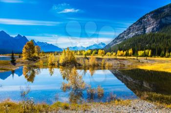  Sunny autumn day in the Rocky Mountains of Canada. The surface of artificial Abraham lake reflects cirrus clouds and trees. The concept of ecological and active tourism