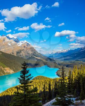 Picturesque Lake Peyto in Banff National Park. Turquoise water and the shape of the lake in the form of a wolf's head are popular with tourists