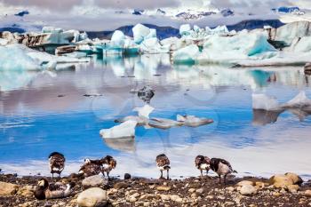 Flock of geese grazing on the lagoon. Sunrise illuminates the glacier Vatnajokull and water of Ice Lagoon Jokulsarlon. The concept of extreme northern tourism