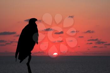 The magnificent silhouette of the African Fish - Eagle over the flaming horizon. Magic sunset over the river Zambezi