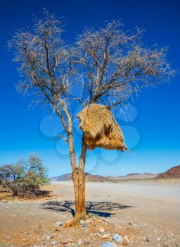 At roadside tree - big nest tropical bird - finch. Dirt road in the Namib desert endless. The concept of exotic and extreme tourism