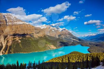 Turquoise water and the shape of lake in form of a wolf's head are popular with tourists. Picturesque Lake Peyto in Banff National Park